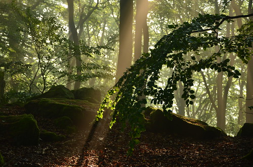 mist forest germany deutschland spring nebel wald frühling morningsun rheinlandpfalz morgensonne westerwald rhinelandpalatinate westerforest