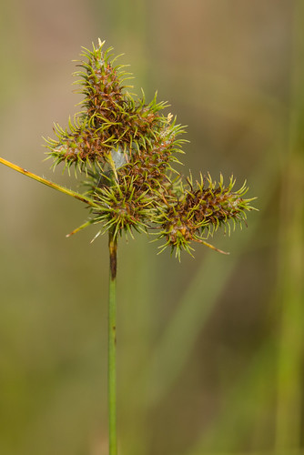 native monocots cyperaceae fuirenabreviseta shortbristledumbrellasedge