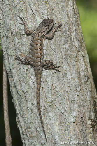 indiana lizard naturephotography macrophotography martincounty reptilia photographerjaycossey