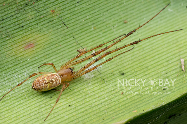 Big-Jawed Spider (Tetragnathidae) - DSC_6524