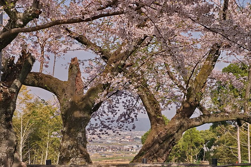【写真】2013 桜 : 石清水八幡宮/2021-12-06/IMGP9732