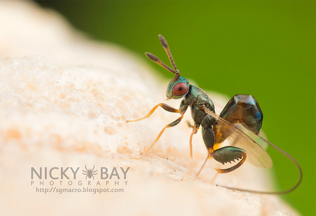 Mantis Parasitic Wasp (Podagrion sp.) - DSC_9646