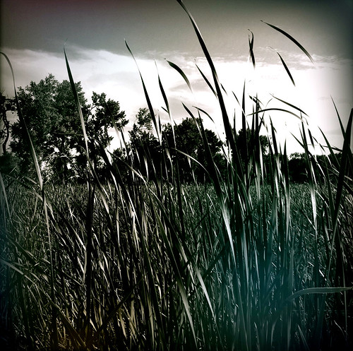 grass wetland littlestormlakegamemanagementarea
