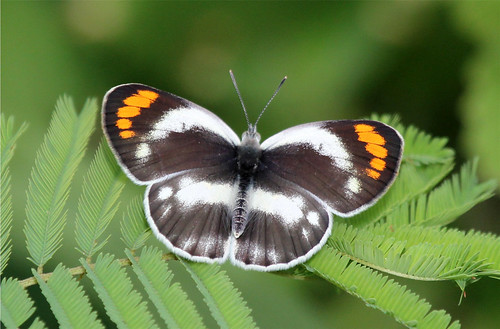 butterfly southafrica lepidoptera krugernationalpark orangetip pieridae smokyorangetip colotiseuippeomphale