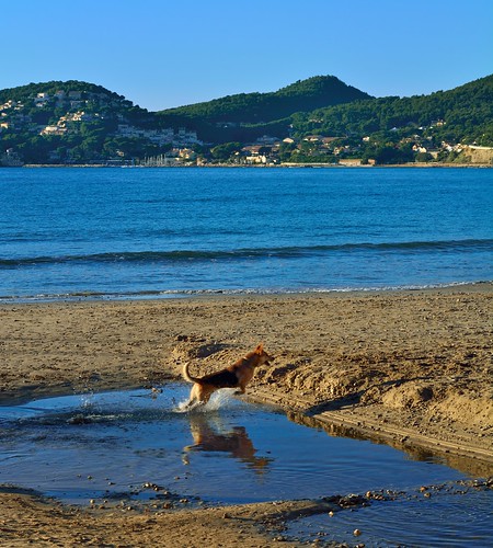 dog chien perro beach plage playa reflection saintcyrsurmer var côtedazur france provence sky blue laciotat nikon d7100 nikkor 50mmf18d leslecques provencealpescôtedazur animal pantchoa françoisdenodrest