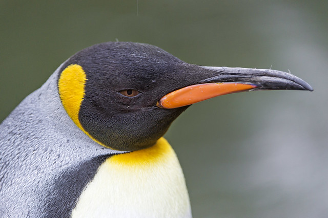 Penguin profile