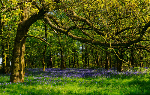 blue light green grass bluebells spring oak nikon seasons may shade staffordshire keele newcastleunderlyme gbr benbo inexplore nikkor2470f28 benbotripod threeshiresphotographers d800e nikond800e