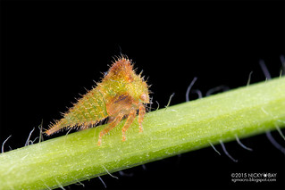 Thorn mimic treehopper (Membracidae) - DSC_8440
