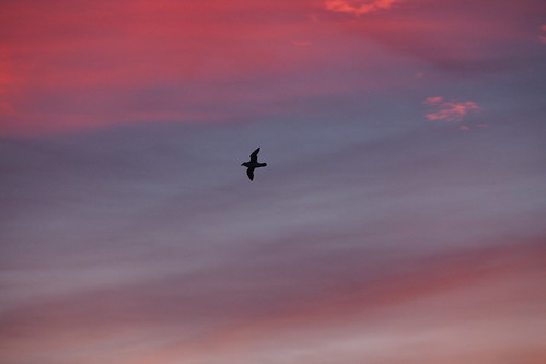 sunset sky france color bird evening soleil couleurs coucher ciel normandie soir oiseau