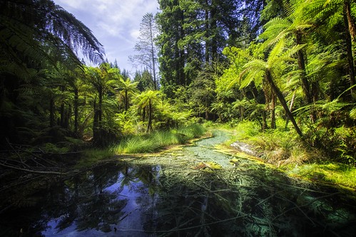 newzealand landscape rotorua redwoods bayofplenty whakarewarewaforest canoneos6d
