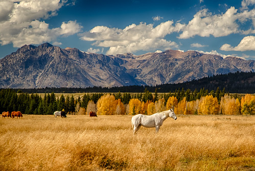 horses mountains color fall grass unitedstates explore aspens wyoming tetons moran whitehorse grandtetonnationalpark bredel marvinbredel
