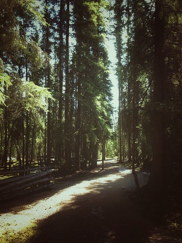 sunlight nature alaska woods path magic trail dreamy wanderlake