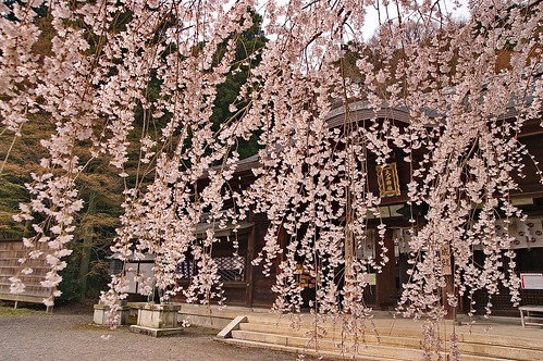 【写真】2013 桜 : 大石神社/2021-10-05/IMGP9021