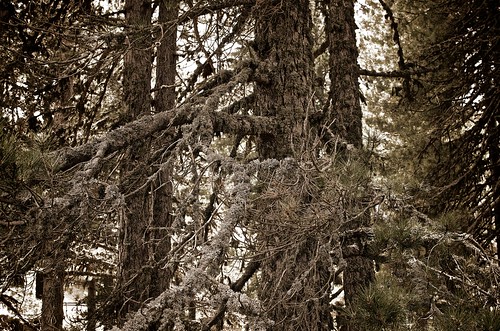 italy monochrome sergio pine forest nikon italia pino calabria sila bosco romiti d7000 nikond7000 sergioromiti