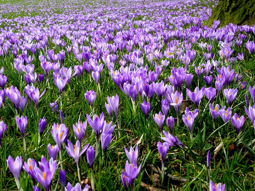 flower garden spring crocus blume krokus frühling schlossgarten husum