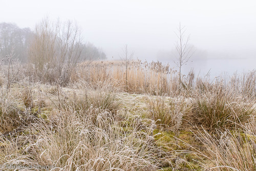 trees winter mist lake colour texture nature landscape frost grasses northyorkshire kiplinhall