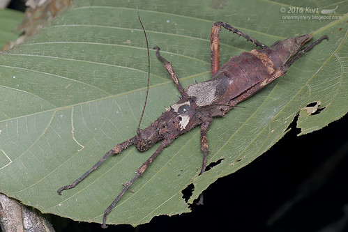 Phasmid_MG_0507 copy