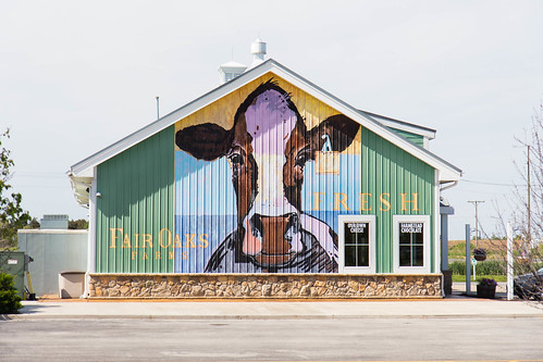 art cow farm may indiana fair oaks 2016