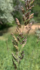 branched, racemous inflorescence (grasses)