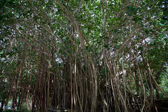 Calvaria tree Mauritius