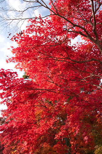 【写真】2012 紅葉 : 鍬山神社/2021-12-10/IMGP5864