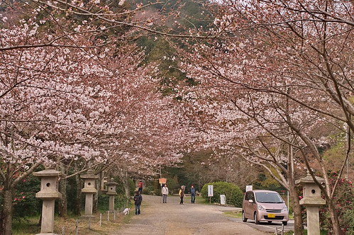 【写真】2013 桜 : 大石神社/2021-10-05/IMGP9019