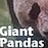 Giant Panda World's Xing Hui at Pairi Daiza photoset