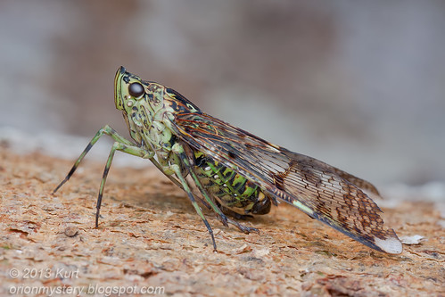 Lantern Bug (Dichoptera sp.) IMG_2084 copy