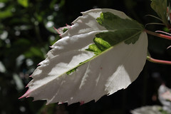 White Leaf