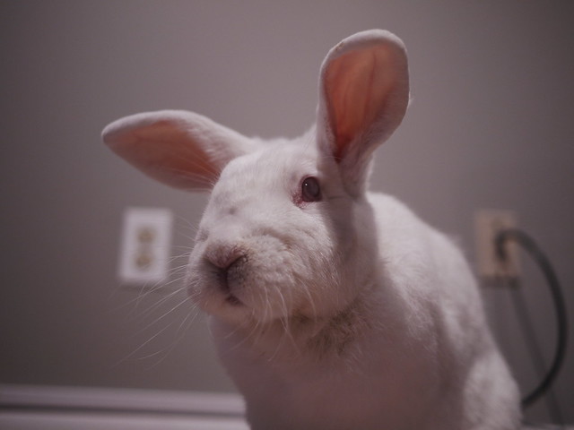 gus is the boss bunny