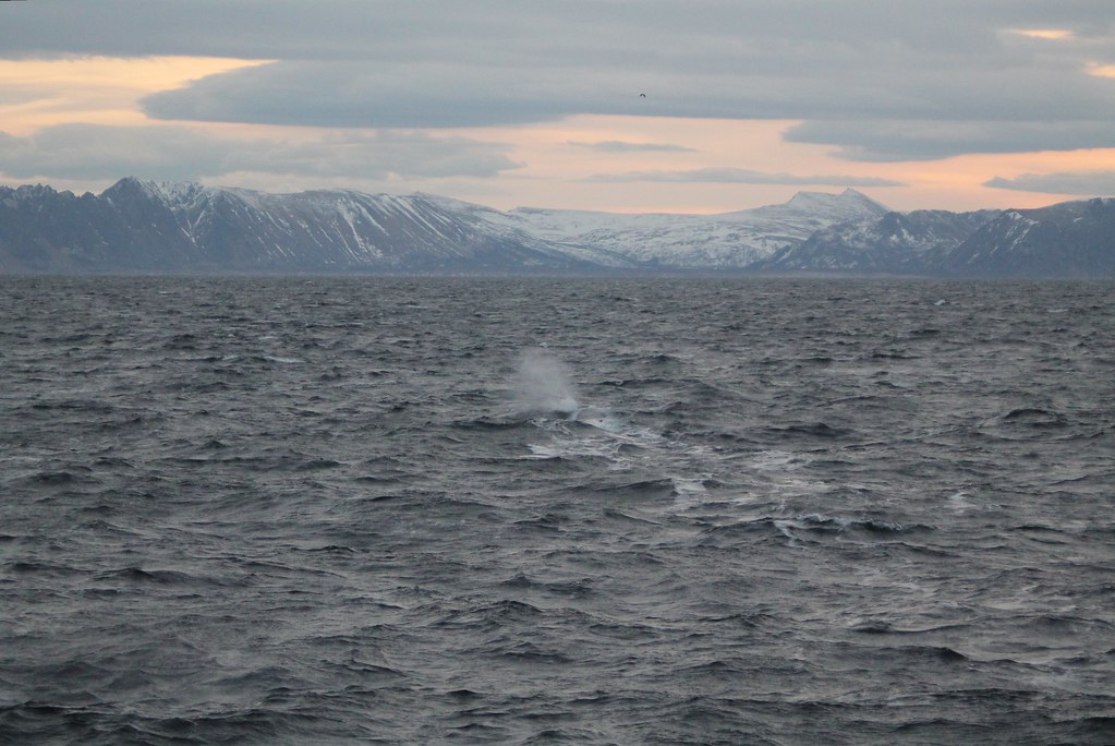 Balene isole Lofoten - www.fraintesa.it