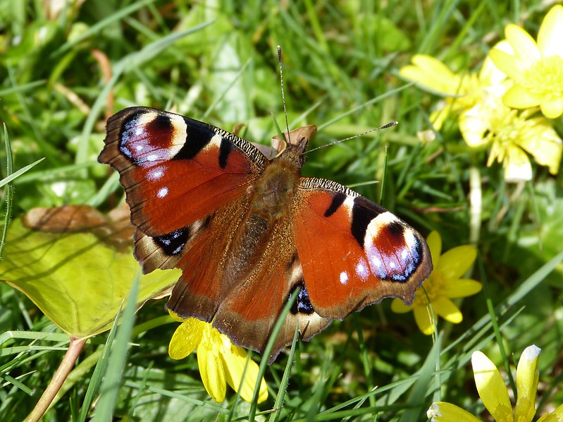 P1070437 - Peacock Butterfly, Carreg Cennen