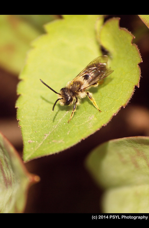 Andrena bee (Andrena sp.)