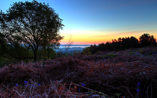 mist tree forest sunrise landscape dawn sussex high heath bracken bluebell heathland ashdownforest weald dawnchorus