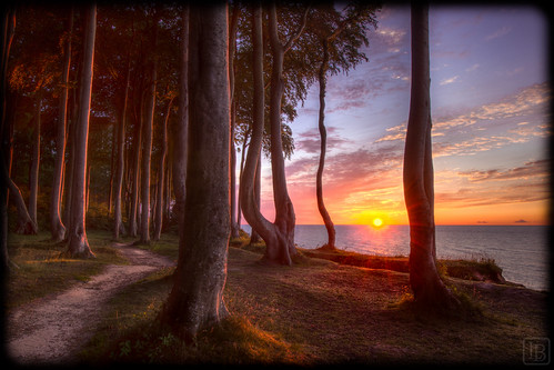 ocean trees sunset sea water forest germany deutschland meer wasser sonnenuntergang outdoor wideangle baltic landschaft wald bäume ostsee hdr mecklenburg ozean heiligendamm sonnenunteregang küstenwald