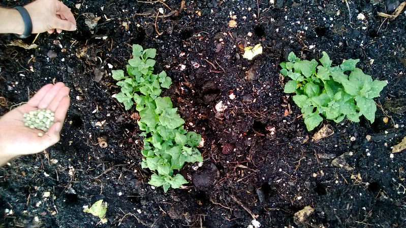 New Zealand Spinach2