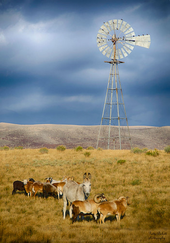 windmill sheep donkey idaho hdr chesterfield