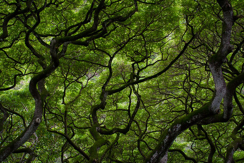landscape hawaii oahu monkeypodtree the4elements