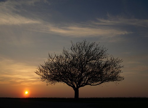 sunset tree denmark træ danmark solnedgang grensten