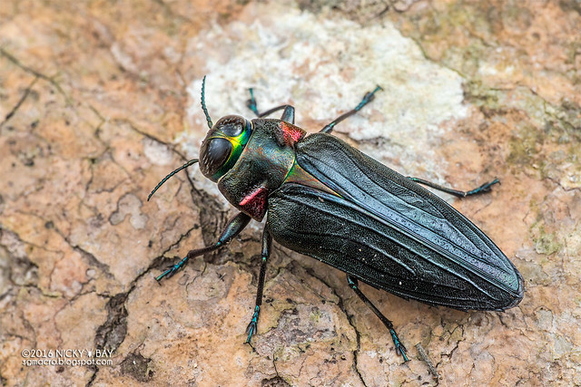 Jewel beetle (Belionota prasina) - DSC_1543