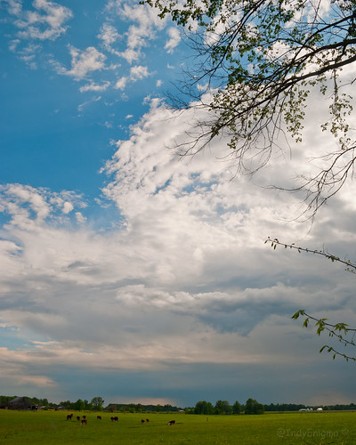 blue sky tree green grass clouds landscape indiana pasture bovine