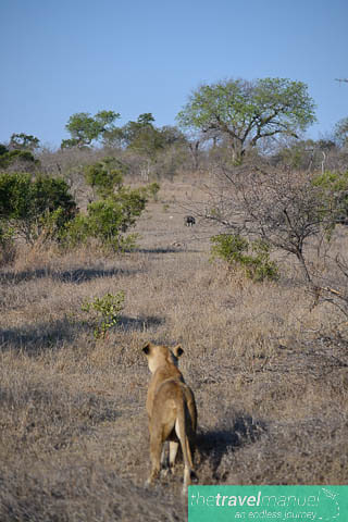 Lions stalking warthog