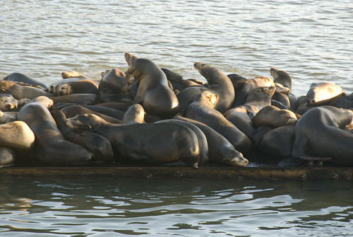 california sea lions sealions elkhornslough 18200vr d80 labcf 2013cali5925