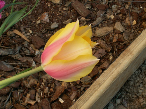 Tulipa 'Blushing Lady'