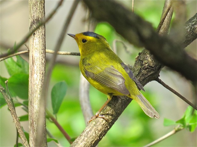Wilson's Warbler at Ewing Park in Bloomington, IL 02