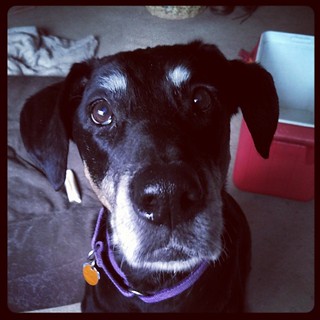 Lola says Good Morning IG! #dobermanmix #dogstagram #ilovemydogs #seniordog #dobiemix