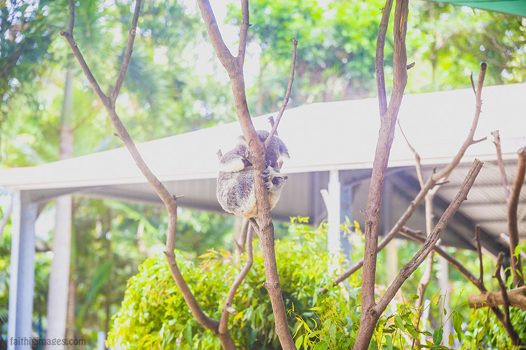 Koala snuggling up a branch
