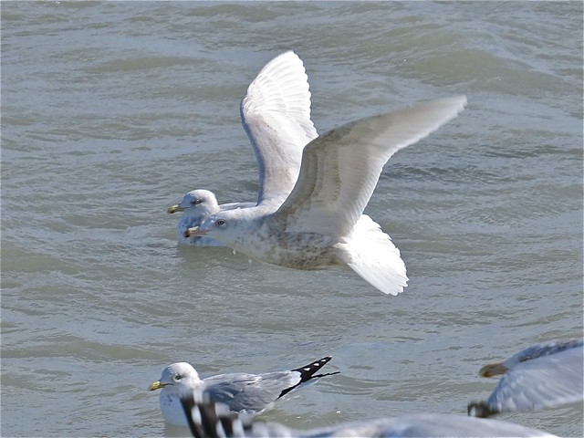 Glaucous Gull (2nd Cycle) at North Point Marina in Lake County, IL 02