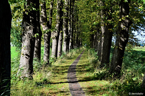 landscape deutschland bäume landschap allee avenues norddeutschland niedersachsen lanen cappel landkreiscuxhaven landwursten wursternordseeküste kirchpfad