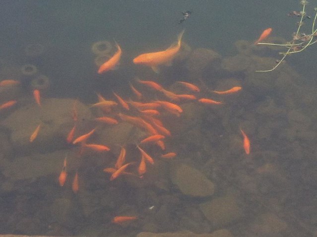 Koi fish pond.